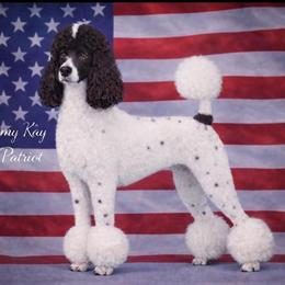 Tommy - Poodle