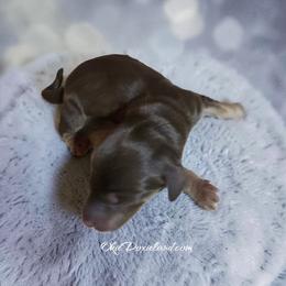 Maximus - Chocolate and cream male Dachshund puppy in Oklahoma City, Oklahoma from OkieDoxieland Dachshunds