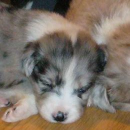 Australian Shepherds from Greyson’s Legacy Australian Shepherds