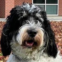 Bernedoodles from Grand Bernedoodles