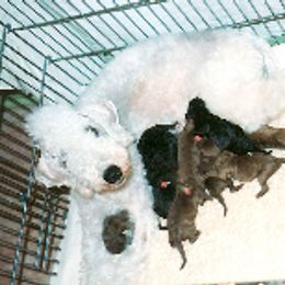 Bedlington Terrier and Wire Fox Terrier Puppies from Lucy Heyman