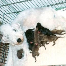Bedlington Terrier and Wire Fox Terrier Puppies from Lucy Heyman