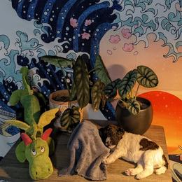 Poodle Puppies from Pantheon Poodles