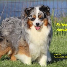 Miniature Australian Shepherd puppies from Faithwalk Aussies and Mini American Shepherds
