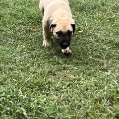 Perro de Presa Canario Puppies from Stephanie Ruiz