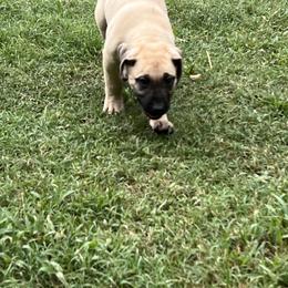 Perro de Presa Canario Puppies from Stephanie Ruiz