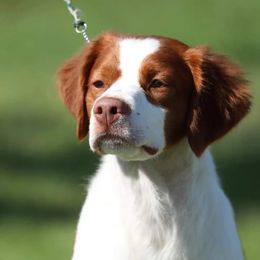 Apollo - Brittany