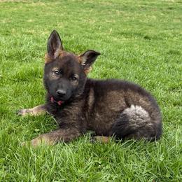 Milly - Sable female German Shepherd puppy in Milan, Illinois from Stonewick German Shepherds