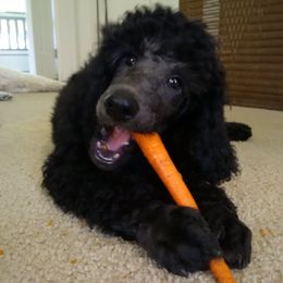 Poodle Puppies from Magnificent Standards