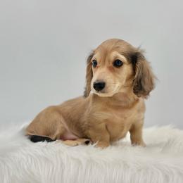 Dunkin - Cream male Dachshund puppy in Litchfield, Illinois from Charmm Dachshunds