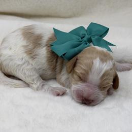 Romeo (teal collar) - Apricot male Australian Labradoodle puppy in Mount Gilead, North Carolina from Tillery Labradoodles