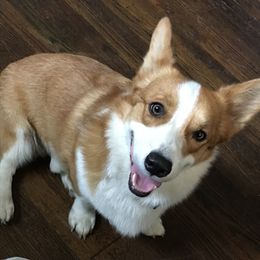 momomuffins - Pembroke Welsh Corgi