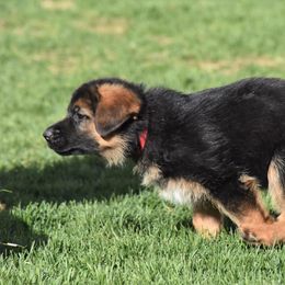 German Shepherd Puppies from Carner German Shepherds