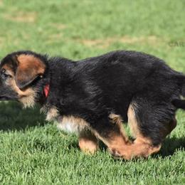 German Shepherd Puppies from Carner German Shepherds