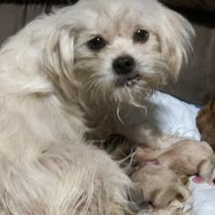 Shorkie All Grown Up from Tamela Pittman