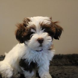 Maltipoo Puppies from A Batch of Cookie’s