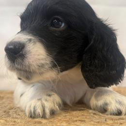 Dachshund Puppies from B+B Miniature Dachshunds