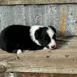 Miniature Australian Shepherd and Toy Australian Shepherd Puppies from Rockin J Lil Aussies