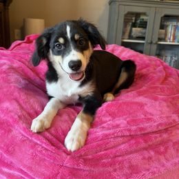 Raj - Black tri male Miniature Australian Shepherd puppy in Washington, Indiana from Southern Indiana Mini Aussies