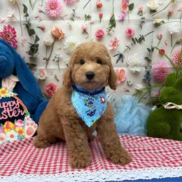 Atlas (Dark Blue) - Cream male Goldendoodle puppy in Miami, Florida from Katy's Toy Poodles & Doodles