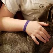 Braque Francais Pyreneans and Vizslas from Wingshot Kennels