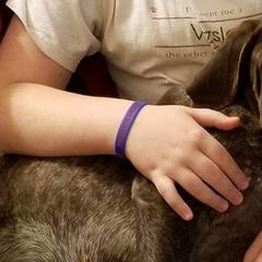 Braque Francais Pyreneans and Vizslas from Wingshot Kennels