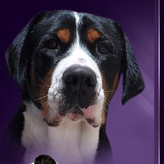 Greater Swiss Mountain Dogs and Lowchen from Cambio Canines