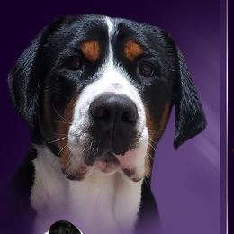 Greater Swiss Mountain Dogs and Lowchen from Cambio Canines