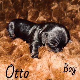 Dachshund Puppies from The Long Dog Lounge