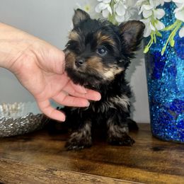 Nibby - Black and gold male Yorkshire Terrier puppy in Cape Coral, Florida from Katherine’s Yorkies and Poodles