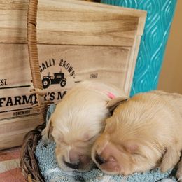 Golden Retriever Puppies from Golden Coast Kennels