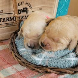 Golden Retriever Puppies from Golden Coast Kennels
