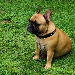 French Bulldogs from Janet's Frenchies