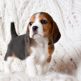 Nova - Blue tan and white female Beagle puppy in Caldwell, Ohio from Folklore Kennel