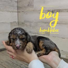 Bumblebee - Blue merle male Bernedoodle puppy in Cambridge, Minnesota from Country Meadow Doodles