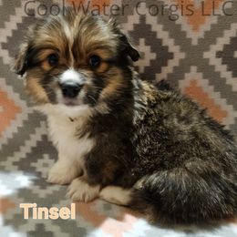 Tinsel - Sable Pembroke Welsh Corgi puppy in Kiowa, Colorado from Cool Water Corgis LLC