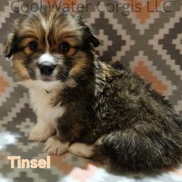 Tinsel - Sable Pembroke Welsh Corgi puppy in Kiowa, Colorado from Cool Water Corgis LLC