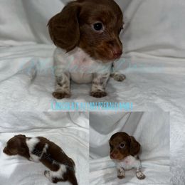 Dachshund Puppies from McJazzin Doxies