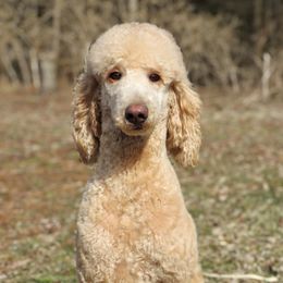 Kira - Goldendoodle