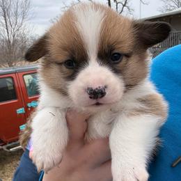 Sugar - Red female Pembroke Welsh Corgi puppy in Derby, Iowa from Newton Hay & Cattle