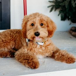 Goldendoodles from Twinkle MiniDoodles