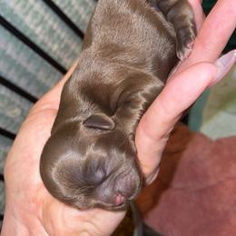 Chanting - Liver female Shih Tzu puppy in Garland, Texas from Bibi’s Exclusive Shih Tzus