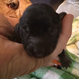 Pumpkin - Black and tan female Dachshund puppy in Monitor, Washington from Shannon Dolly’s Dachshunds