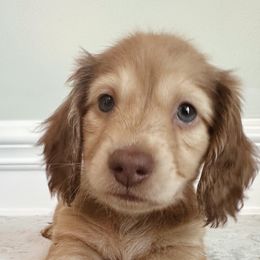 Dachshunds from Lucy’s Mini Doxies