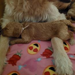 Goldendoodle Puppies from 3 Willows Goldendoodles