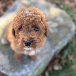 Goldendoodle Puppies from Woodland Acres