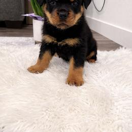 Diesel - Black and mahogany male Rottweiler puppy in Parker, Colorado from Denver Rotties