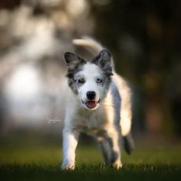 Border Collie All Grown Up from Battle Born Borders