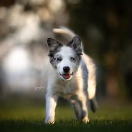 Border Collie All Grown Up from Battle Born Borders