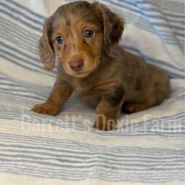 Sleepy AKC - Dapple female Dachshund puppy in Oklahoma City, Oklahoma from Barrett’s Doxie Farm